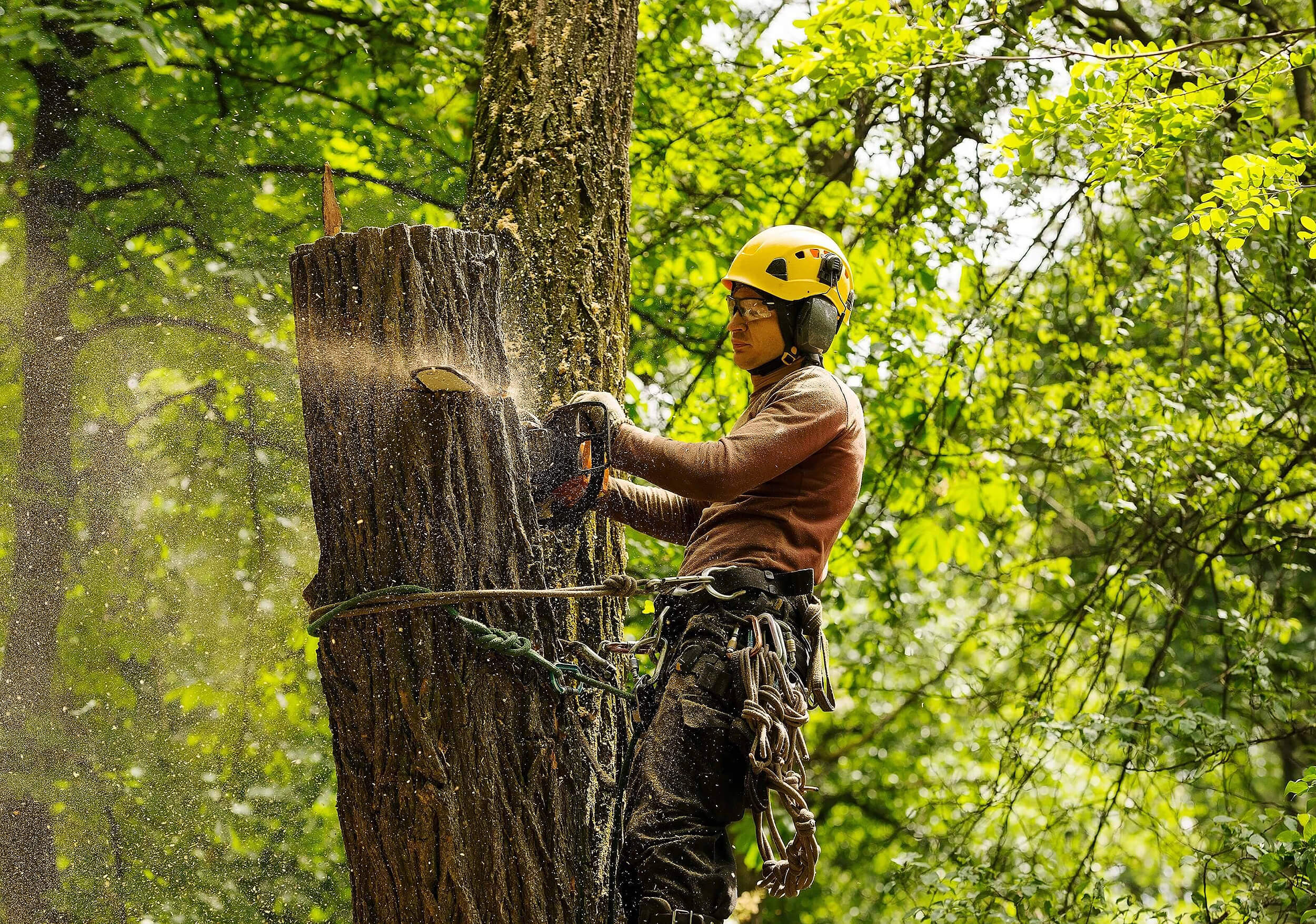 Tree service